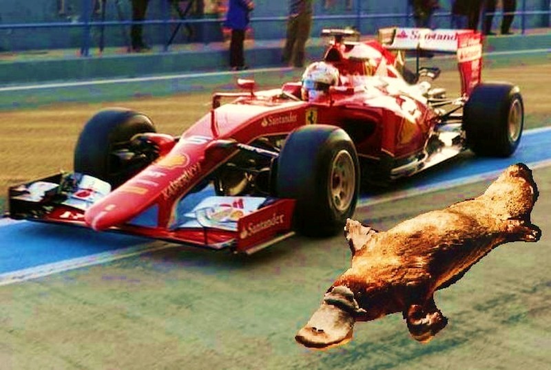 kacsaferrari