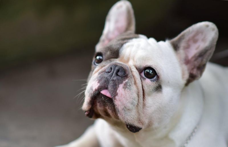 httpswww.kutyakajas.hu - 2025 szeptember - Cikk3