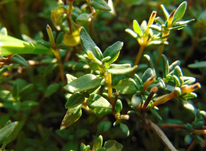 aromaversum.hu - 2026 június - LinkMarketing - 3