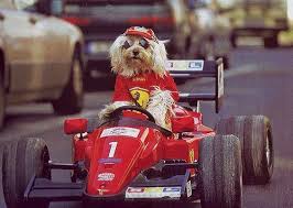 pf-f1-dog-1