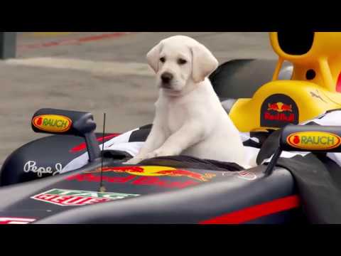 pf-f1-dog-1